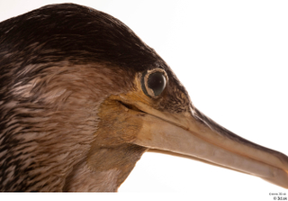 Double-crested cormorant Phalacrocorax auritus eye head 0004.jpg